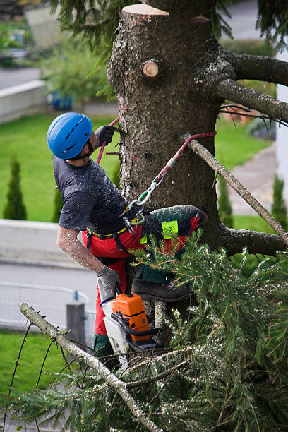 Best Tree Disease Treatment  in Greenville, AL